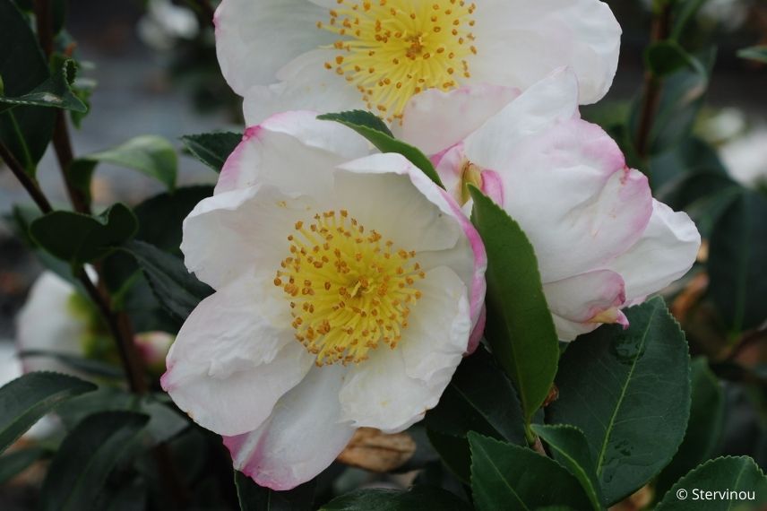 camélia d'automne blanc à fleur simple 