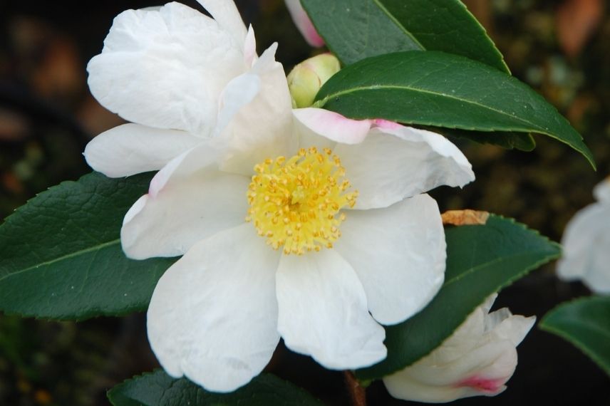 camélia d'automne blanc rustique 