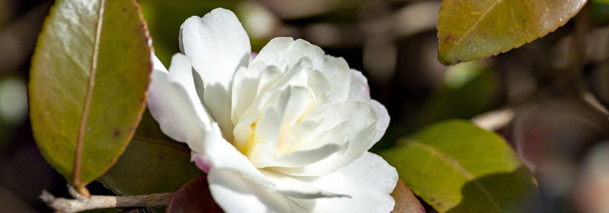 7 camélias d’automne à fleurs blanches