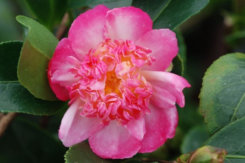camélia d'automne à floraison rose 