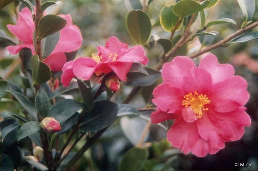 camélia d'automne à longue floraison rose