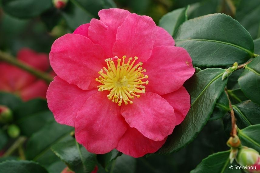 camélia d'automne à floraison rose framboise 