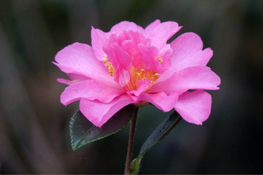 petit camélia d'automne à fleur rose