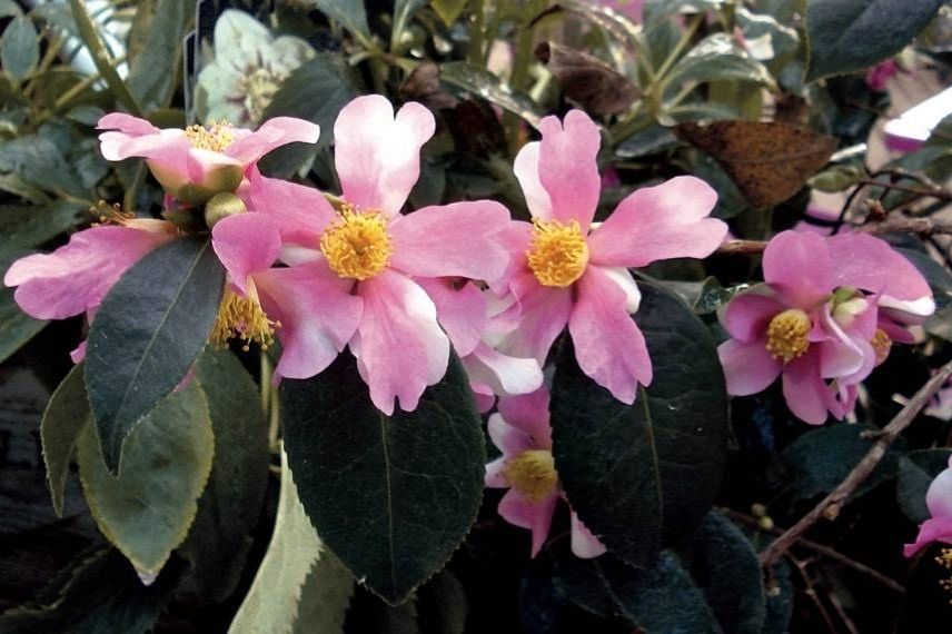 camélia d'automne à fleur étoilée rose