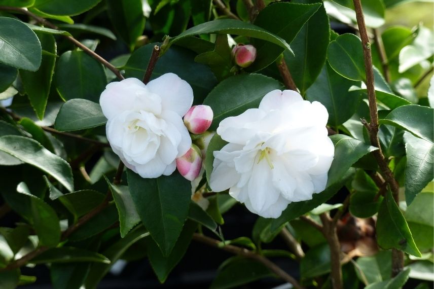 camélia champêtre blanc, camellia à floraison blanche