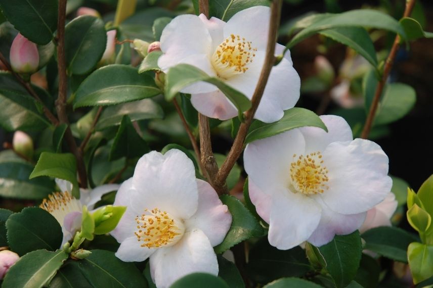 camélia parfumé blanc, camellia à fleurs blanches