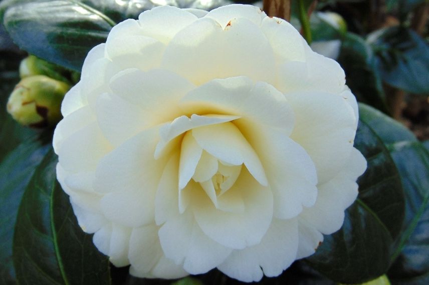 camélia classique blanc, camellia à fleurs blanches