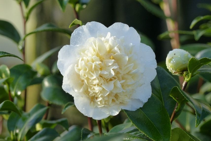 camélia classique blanc, camellia à floraison blanche