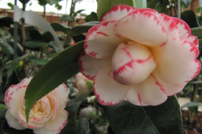 camélia du japon blanc et rose, camellia à floraison blanche