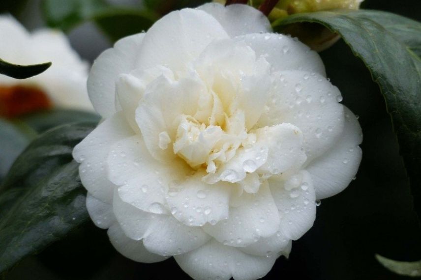camélia du japon, camélia classique blanc, camellia à floraison blanche