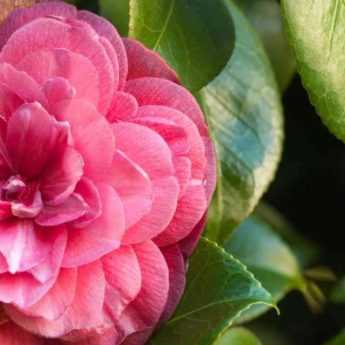 7 camélias classiques à fleurs roses