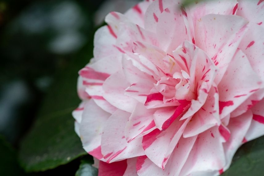 camélia du japon bicolore blanc strié de rose