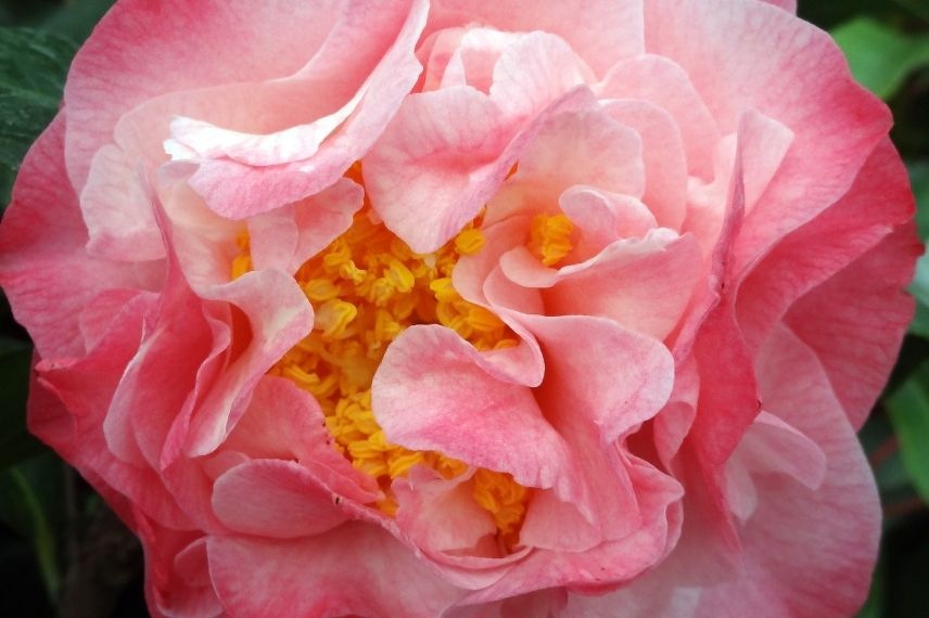 camélia du japon, camélia classique grandes fleurs roses, camellia à floraison rose
