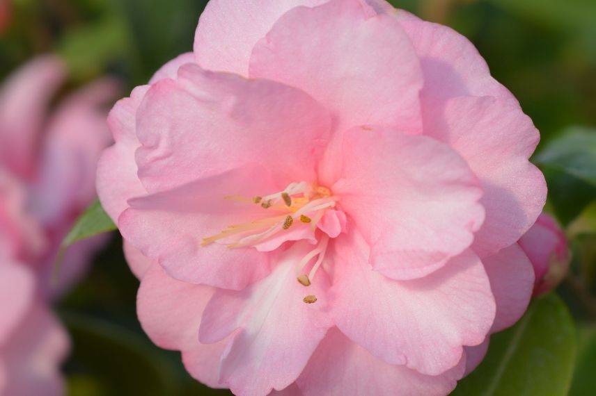 camélia champêtre, camélia fleurs roses, camellia à floraison rose