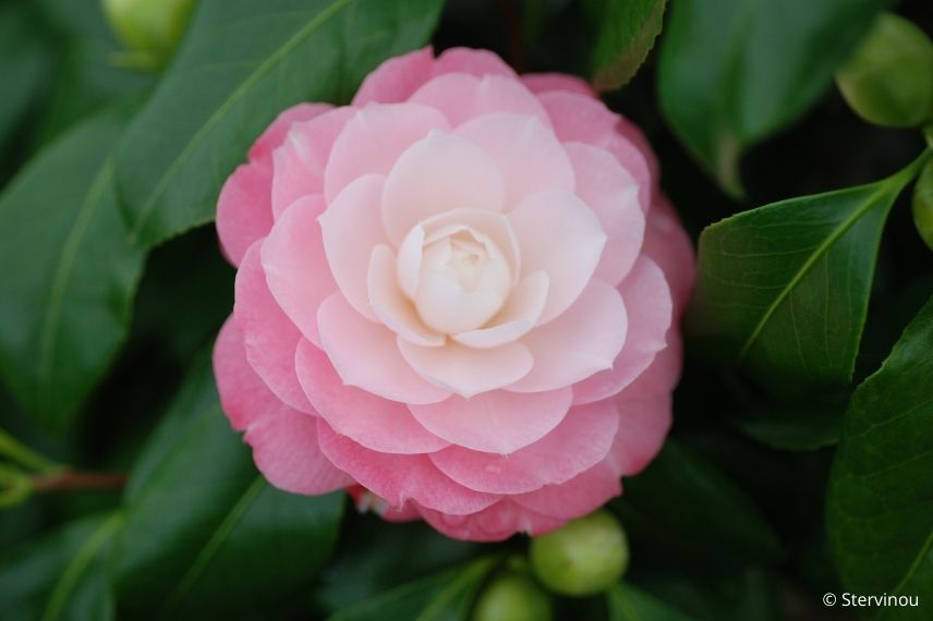 camélia du japon, camélia classique dégradé de rose, camellia à floraison rose