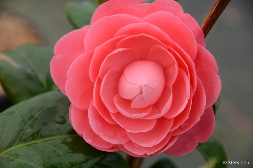 camélia du japon rose, camélia classique, camellia à floraison rose