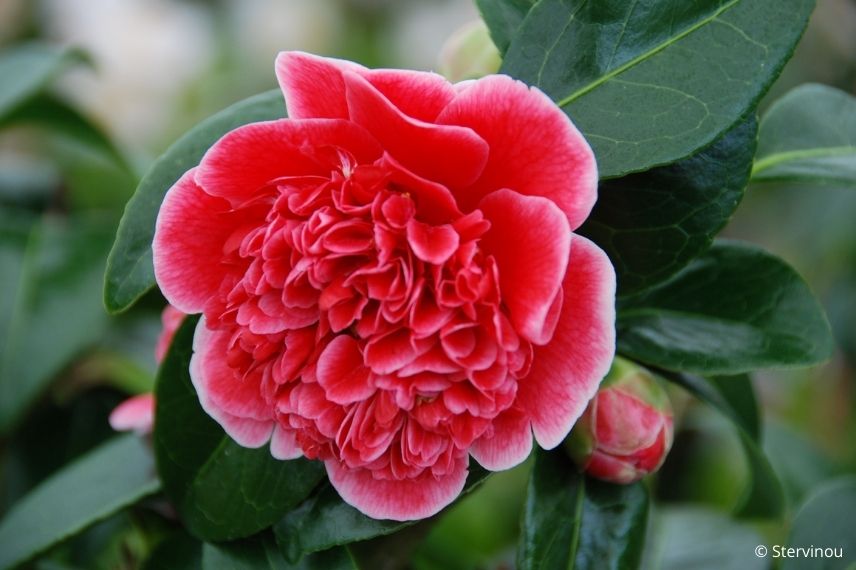 camélia du japon, camélia rose, camellia à floraison rose