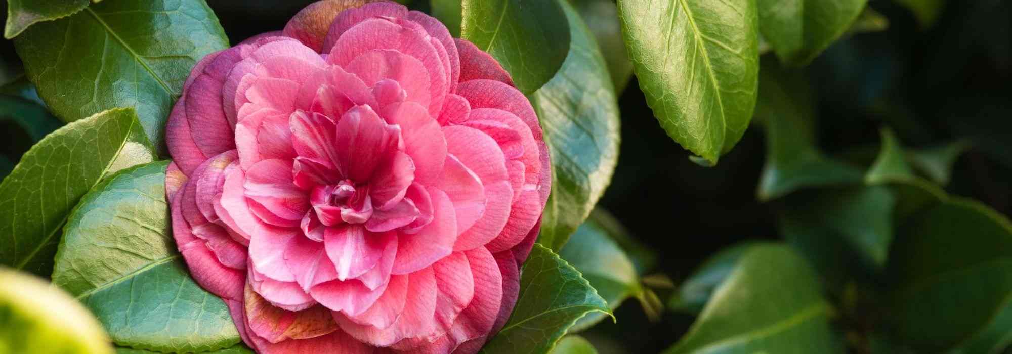 7 camélias classiques à fleurs roses
