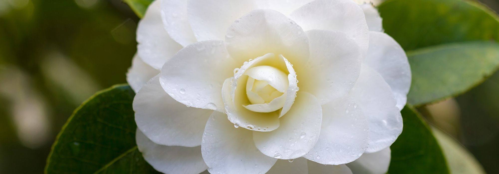 7 camélias classiques blancs - Promesse de Fleurs