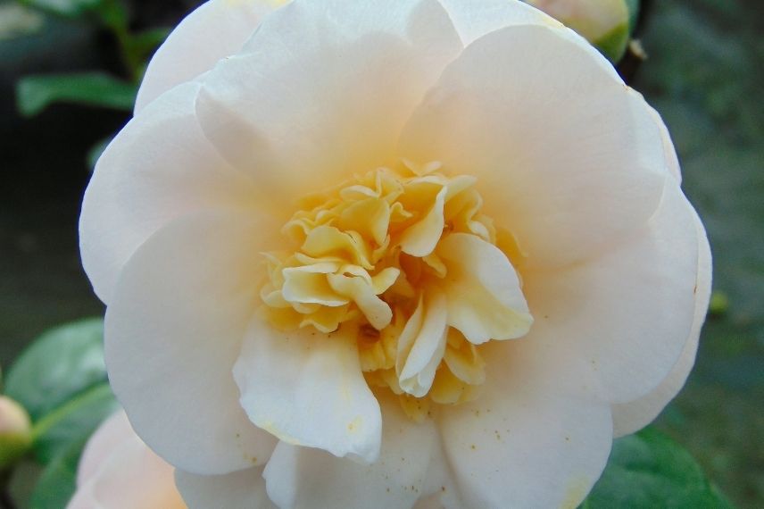 camélia blanc en pot, camélia classique en pot, camellia en pot
