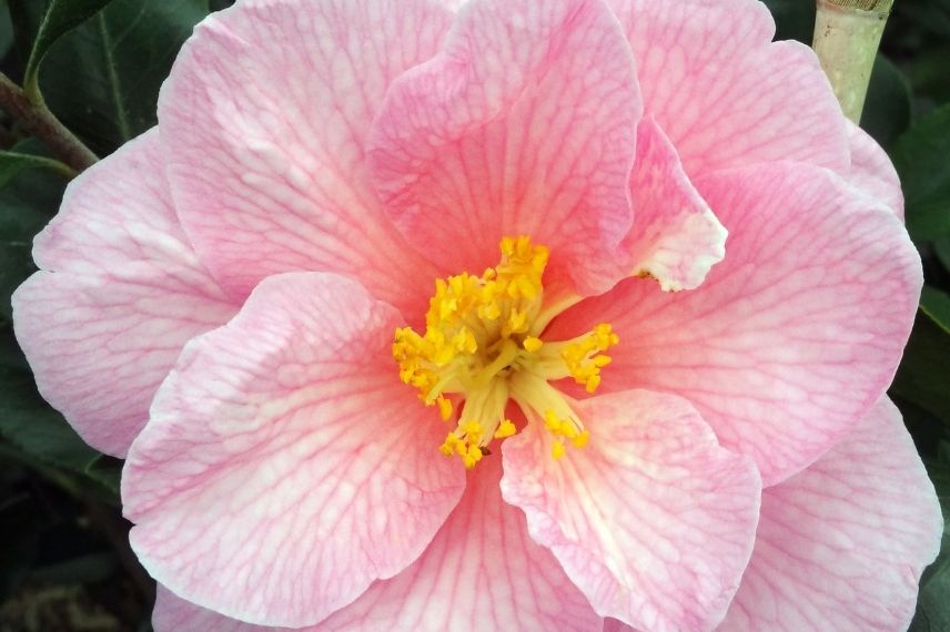 camélia hybride rose en pot, camellia en pot