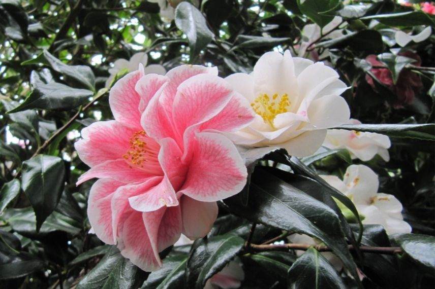 camélia du japon rose en pot, camélia en pot, camellia en pot