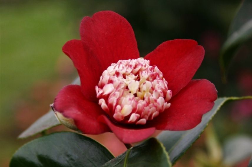 camélia du japon en pot, camélia rouge, camellia en pot