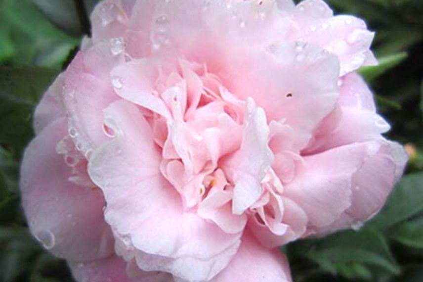 camélia champêtre en pot, camellia en pot