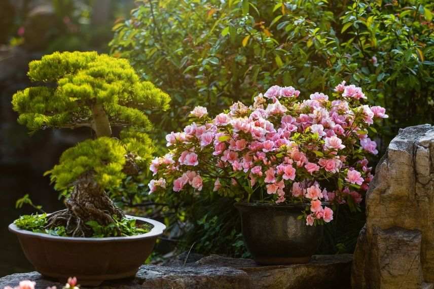 camélia en pot, jardin japonais, bonzaï