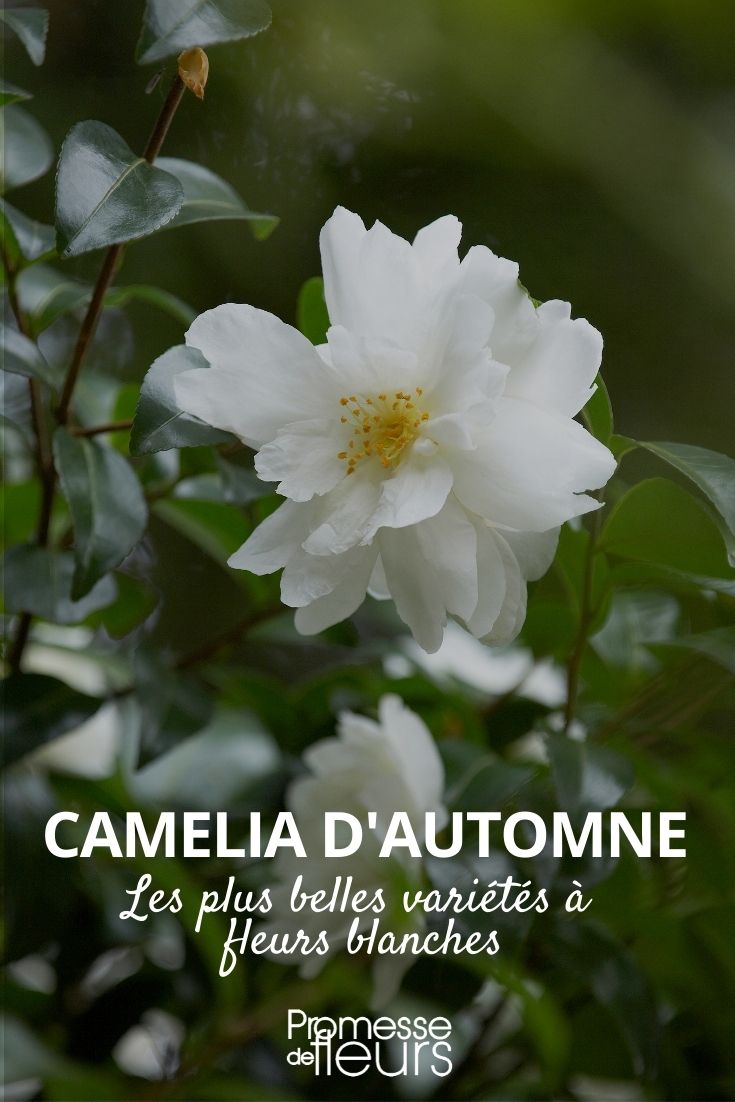 7 camélias d'automne à fleurs blanches - Promesse de Fleurs