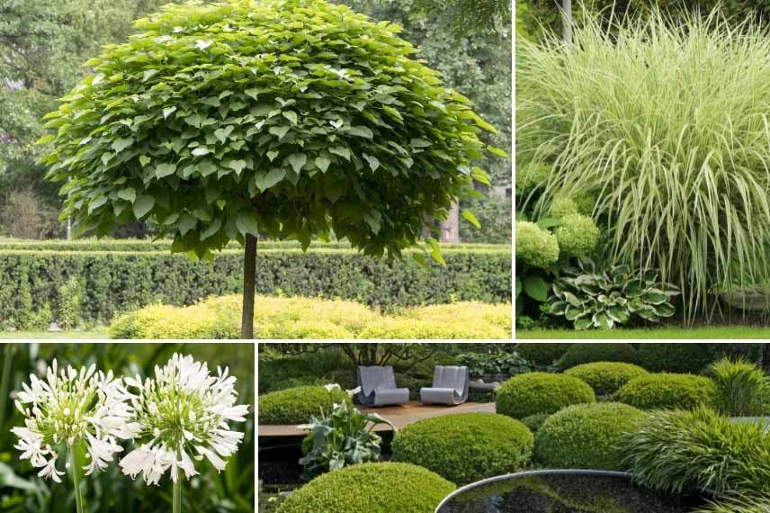 Le catalpa dans un jardin élégant