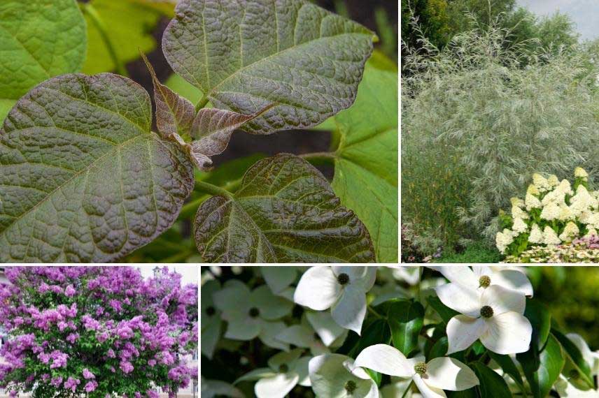 Le catalpa dans un massif d'arbustes