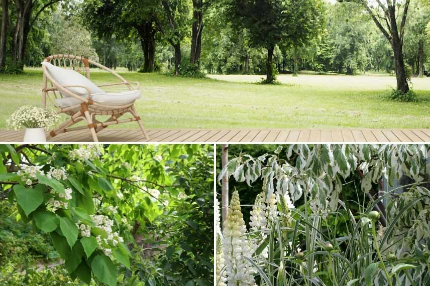 Le catalpa dans un jardin blanc