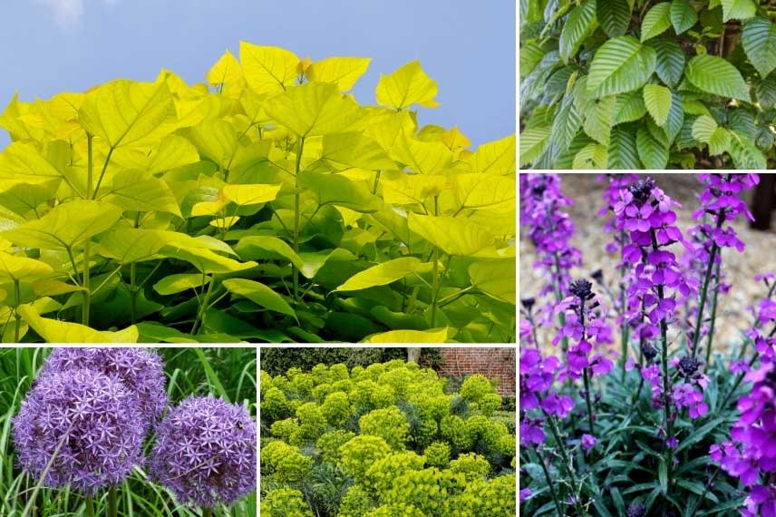 Le catalpa dans un jardin bleu et doré