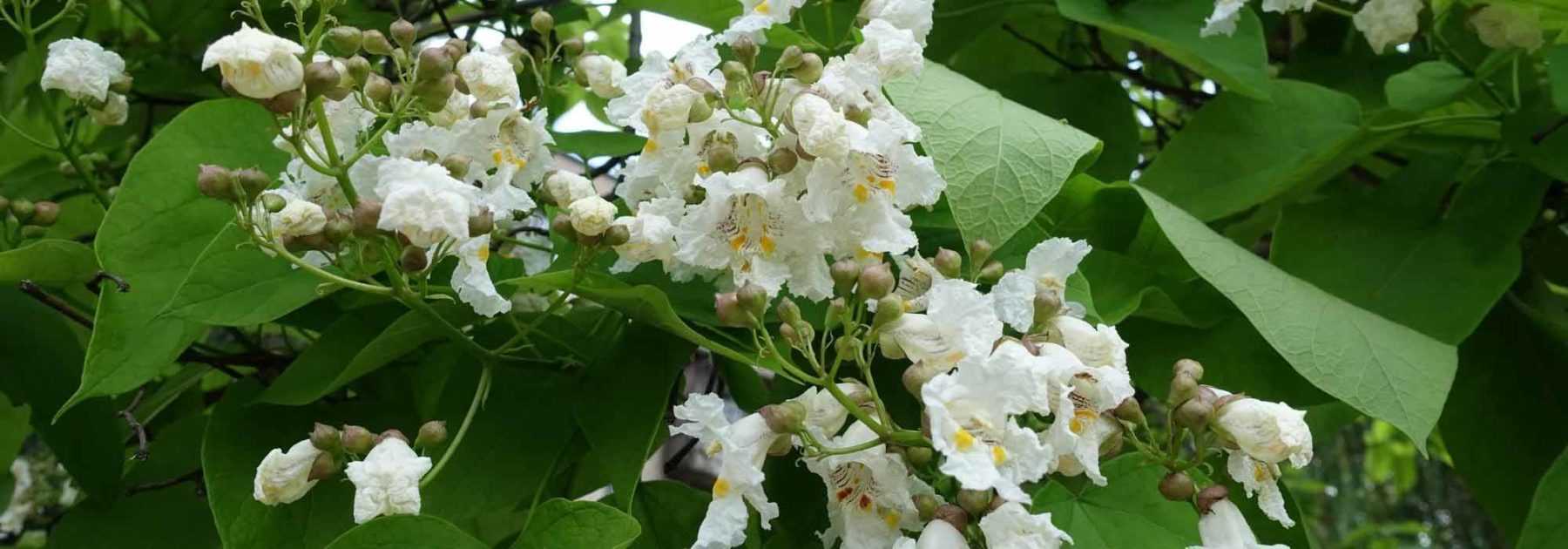 Comment associer le catalpa ?