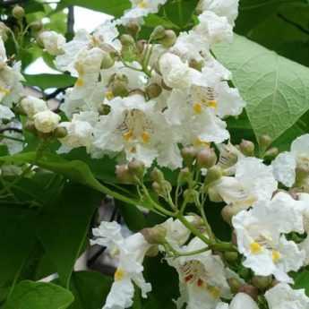 Comment associer le catalpa ?