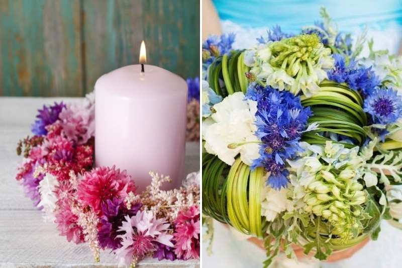 faire sécher fleurs de centaurées, faire secher bleuets, bouquet sec avec centaurée, bouquet sec bleuet, centaurée tisane