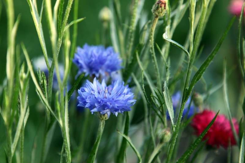 faire sécher fleurs de centaurées, faire secher bleuets, bouquet sec avec centaurée, bouquet sec bleuet, centaurée tisane