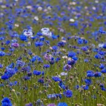 Comment faire sécher des fleurs de centaurées ?