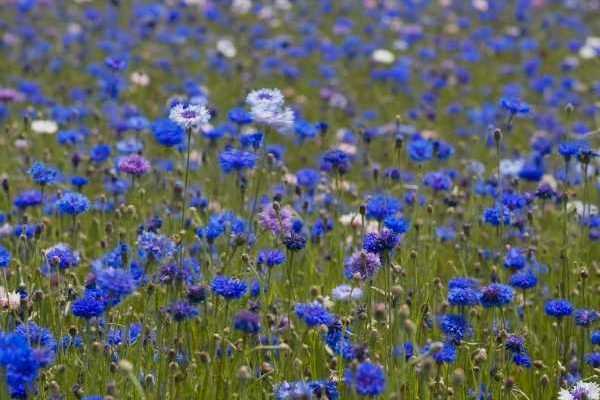 Comment faire sécher des fleurs de centaurées ?