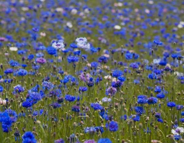 Comment faire sécher des fleurs de centaurées ?