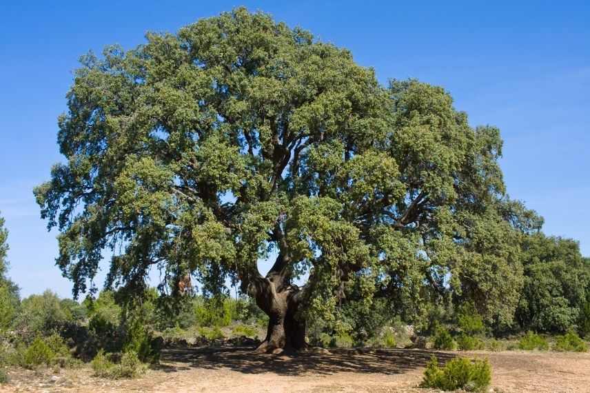 quercus ilex