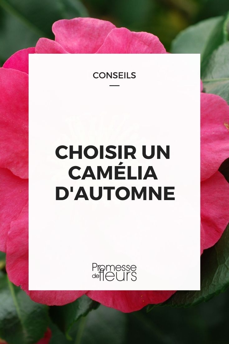 choisir un camelia d'automne