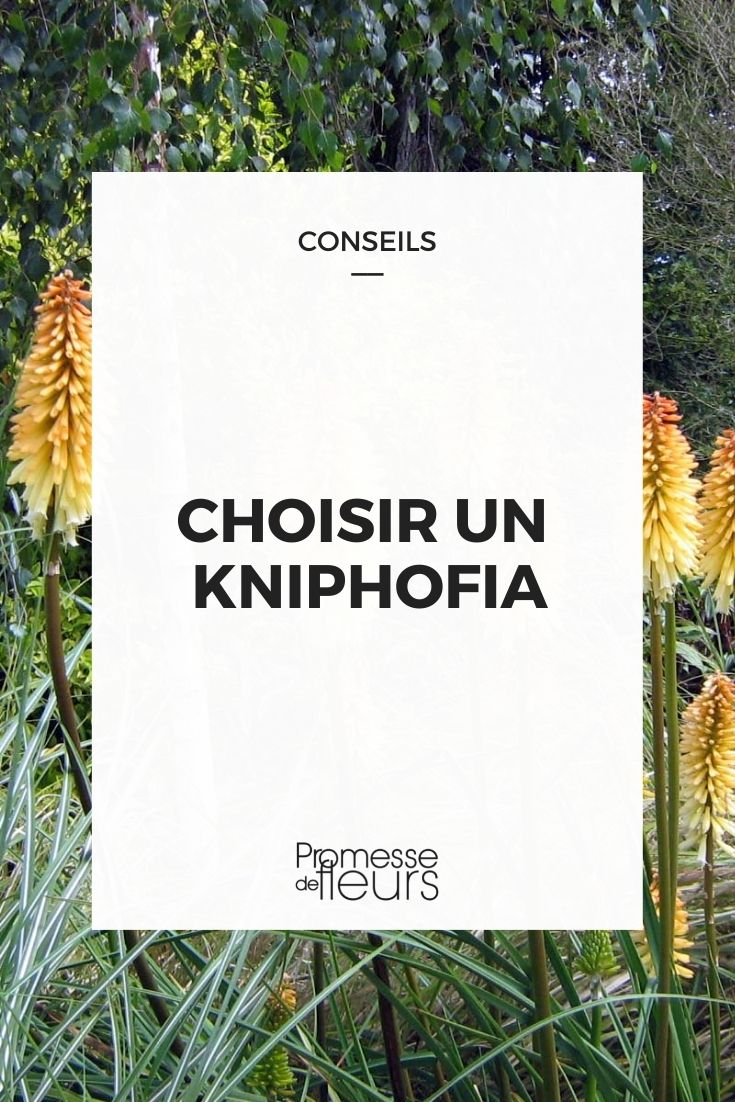 choisir un kniphofia