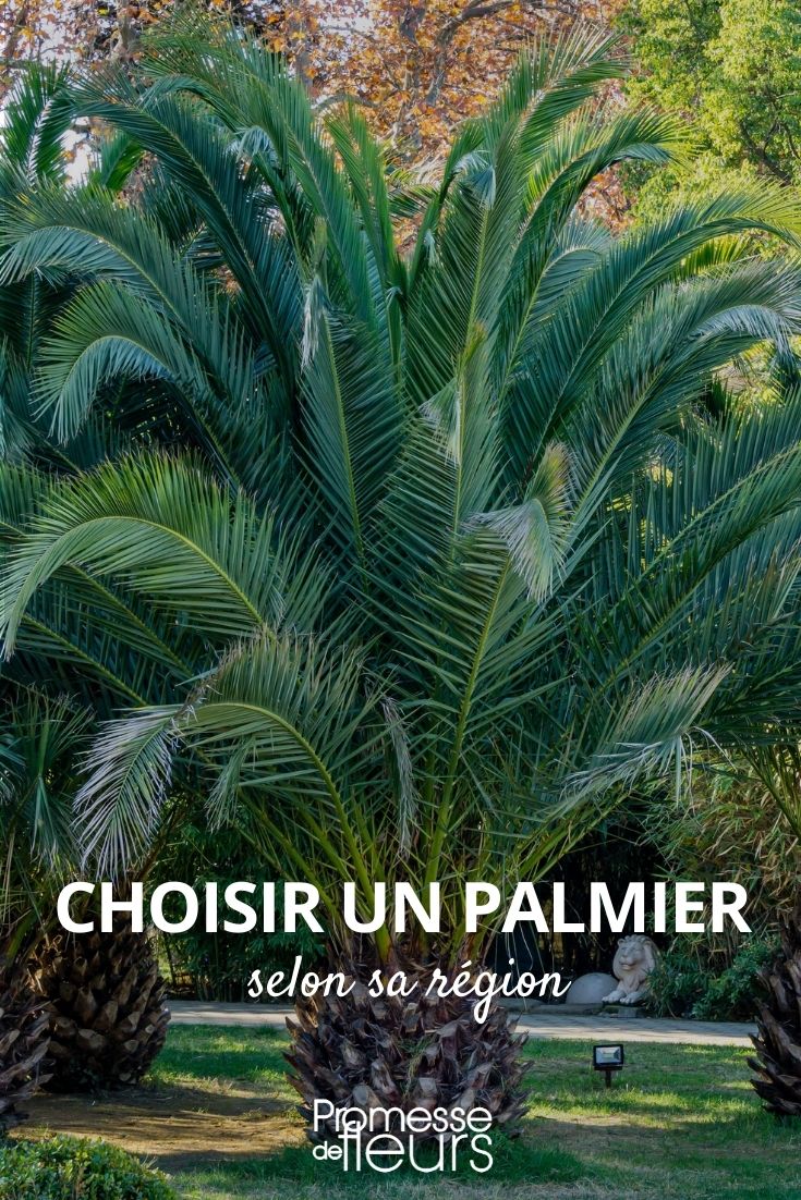 choisir un palmier selon sa région