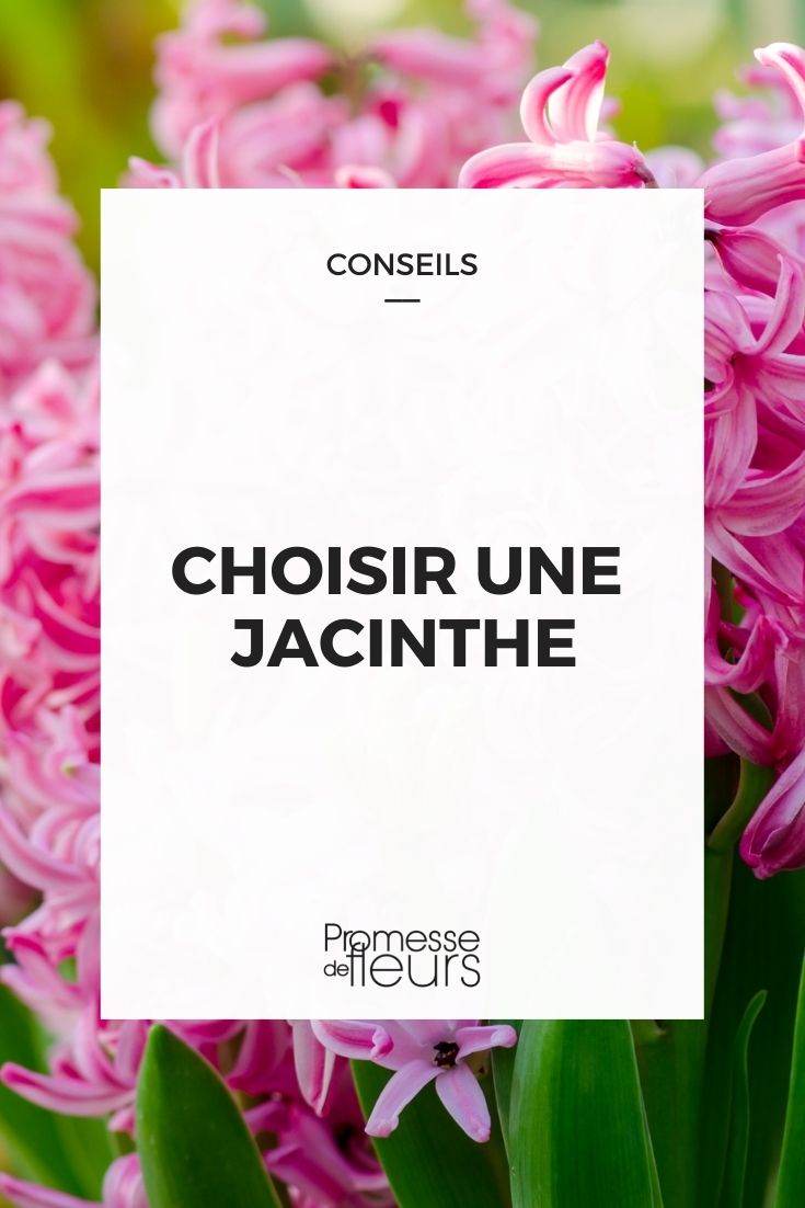 choisir une jacinthe