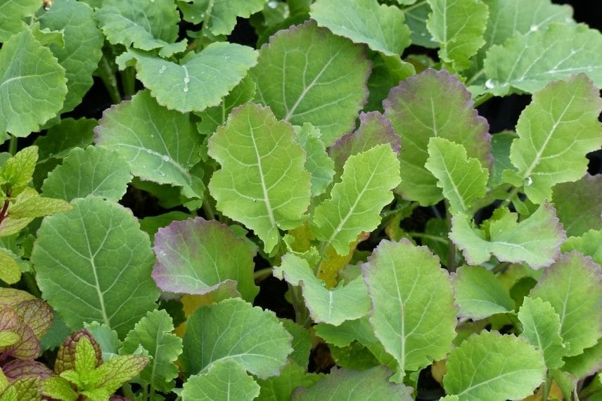 chou Daubenton (Brassica oleracea var. Ramosa)