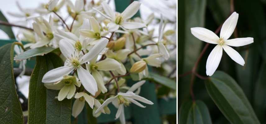 plante grimpante hiver, grimpante floraison hivernale, quelle grimpante fleurit en hiver