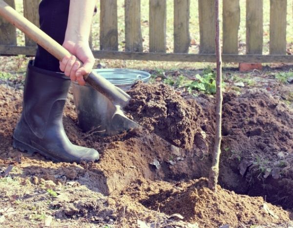 Comment rater la plantation de vos arbres en 5 leçons ?