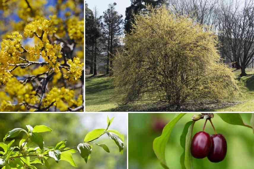 cornouiller mâle, cornus mas, cornus fruits, cornus fructification